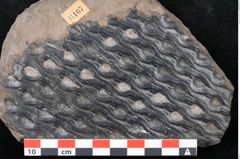 Foto (Detailansicht) von Lepidodendron sp.  (NHMW-GEO-2024-0188-11167)